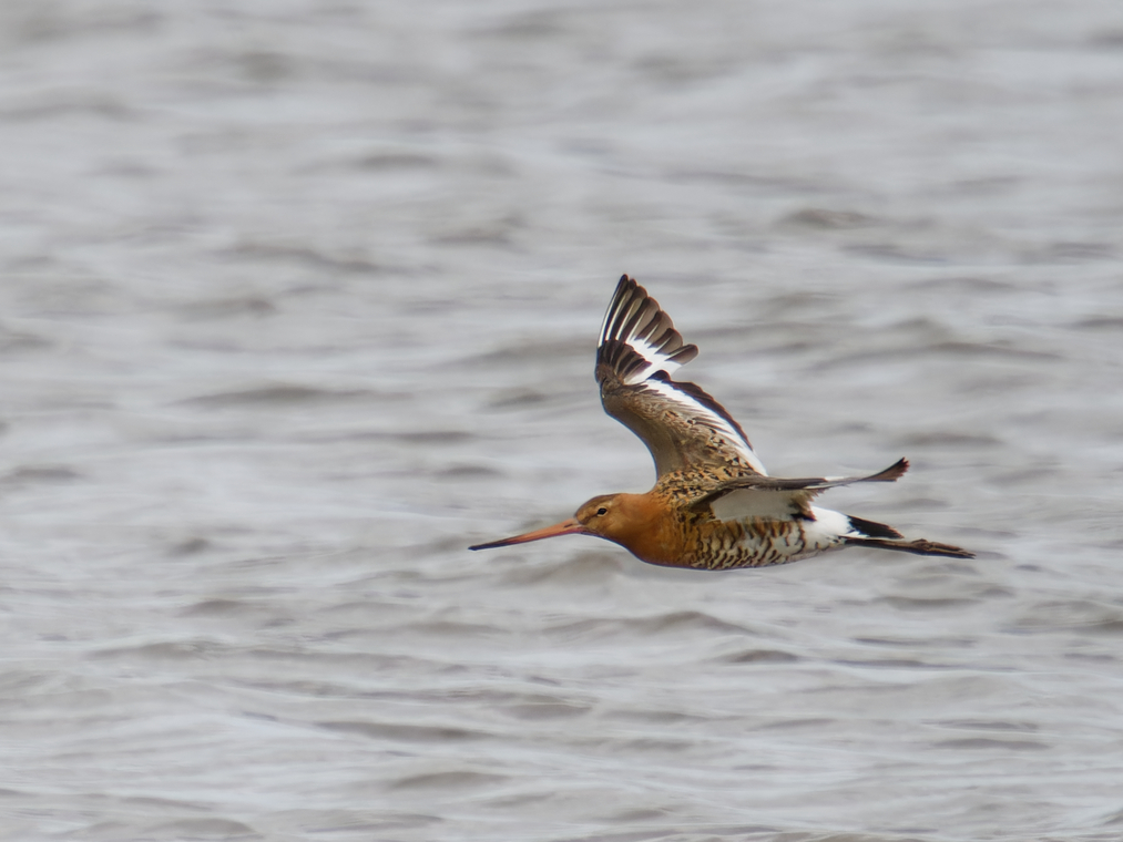 Photo of Black Tailed Godwit